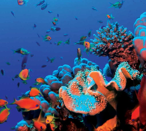 תמונת אווירה אלמוגים